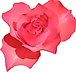 Květ růže růžové